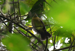 Myiobius sulphureipygius