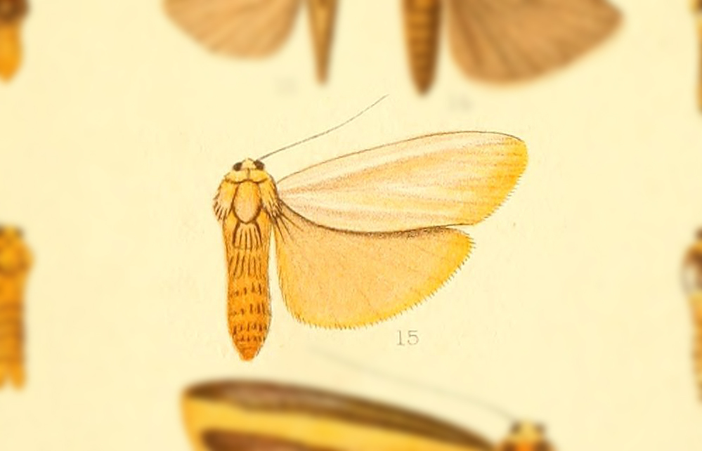Katha nigropoda