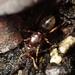 Lasius subglaber - Photo (c) Tori Miller, some rights reserved (CC BY-NC), uploaded by Tori Miller
