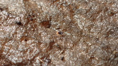 Sminthurinus quadrimaculatus