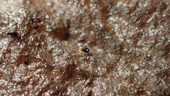 Sminthurinus quadrimaculatus