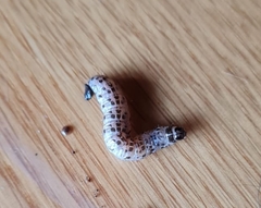 Tycomarptes inferior