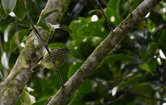 Oxyruncus cristatus