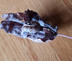 Tycomarptes inferior