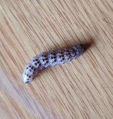 Tycomarptes inferior