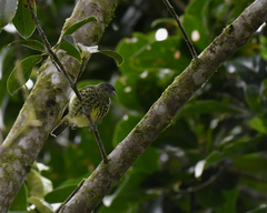 Oxyruncus cristatus