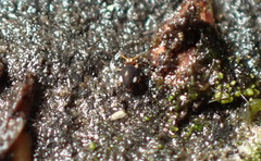 Sminthurinus quadrimaculatus