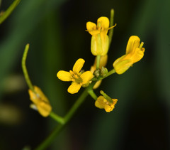 Rorippa curvisiliqua