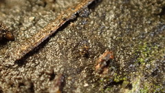 Sminthurinus quadrimaculatus