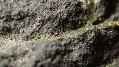 Sminthurinus quadrimaculatus