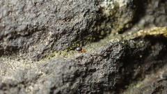 Sminthurinus quadrimaculatus