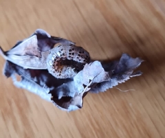 Tycomarptes inferior