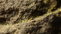 Sminthurinus quadrimaculatus