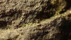 Sminthurinus quadrimaculatus