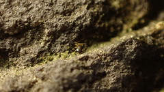 Sminthurinus quadrimaculatus