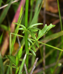 Rorippa curvisiliqua
