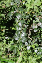 Strychnos psilosperma