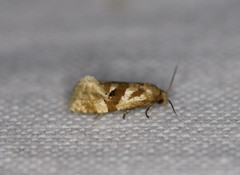 Gynnidomorpha romonana