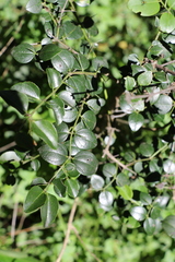 Strychnos psilosperma