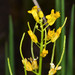 Rorippa curvisiliqua - Photo (c) Don Loarie, μερικά δικαιώματα διατηρούνται (CC BY)
