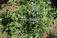 Strychnos psilosperma