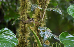 Basileuterus melanotis
