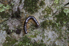 Scolopendra japonica