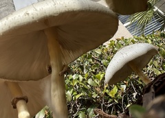 Chlorophyllum molybdites image
