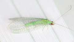 Pseudomallada flavifrons