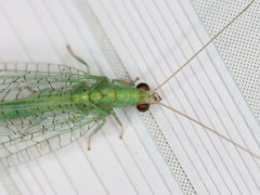 Pseudomallada flavifrons