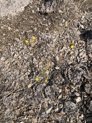 Croptilon hookerianum graniticum