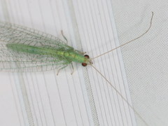 Pseudomallada flavifrons