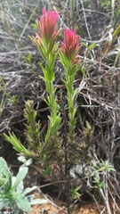 Castilleja peruviana