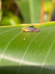 Dilobopterus costalimai