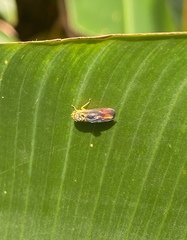 Dilobopterus costalimai