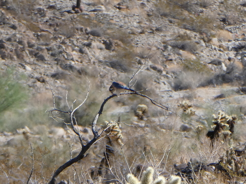 iNaturalist observation photo of American Kestrel