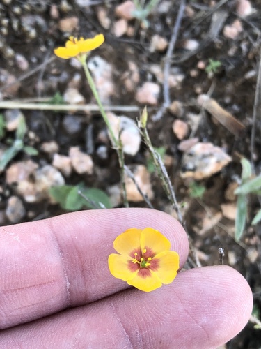 Texas flax (Linum hudsonioides)