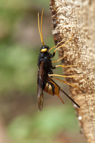 Giant Woodwasp