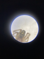 Steatoda grossa