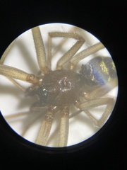 Steatoda grossa