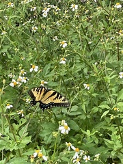 Papilio glaucus image