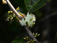 Emmotum fagifolium