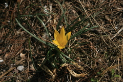 Sternbergia lutea