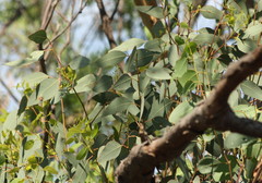 Eucalyptus amplifolia