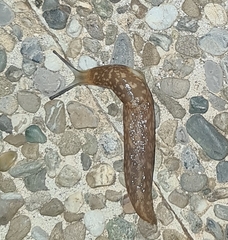 Limacus