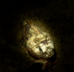 Maxillicosta scabriceps