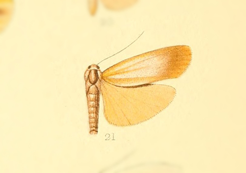 Eilema moorei