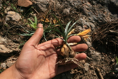 Sternbergia lutea