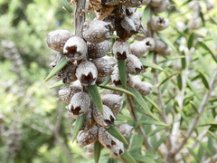 Melaleuca halmaturorum