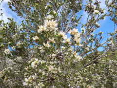 Melaleuca halmaturorum